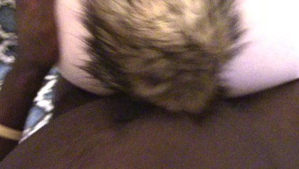 Coda di volpe Doggy Cazzo di Zenzero Teen Pov (AMA) ;)